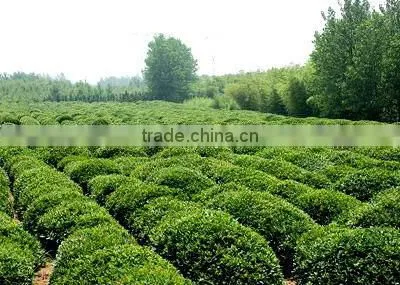 FuJian Oolong Tea Export A Grade Reduc Fat Slimming Tea