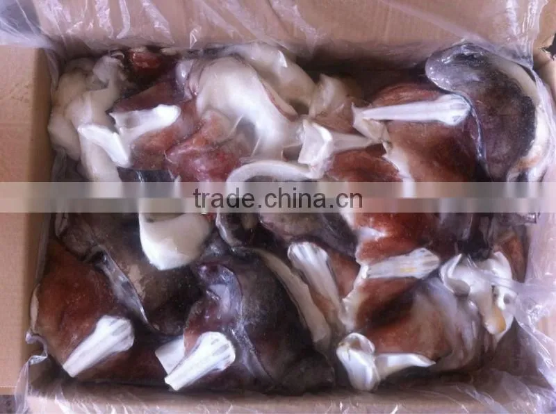 frozen giant squid neck from peru
