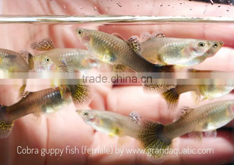 Cobra guppy for Freshwater Aquarium fish export company from Thailand