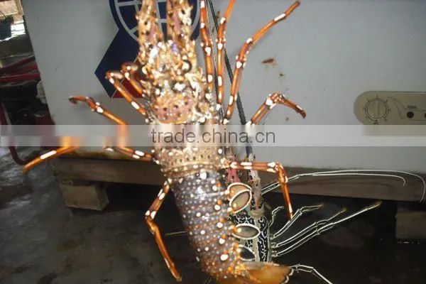 Live Flower Lobster (Panulirus Ornatus) and Mud Crab (Scylla Serrata), Live Tiger Prawn and other live Seafoods