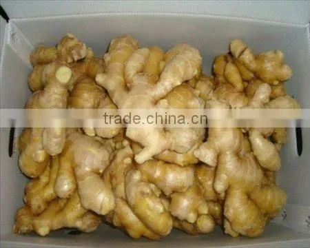Fresh Ginger