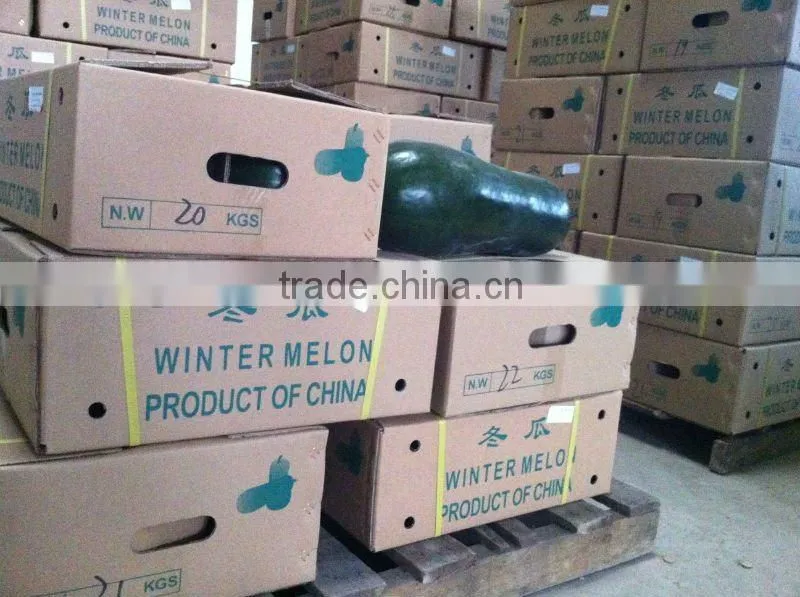 Winter melon