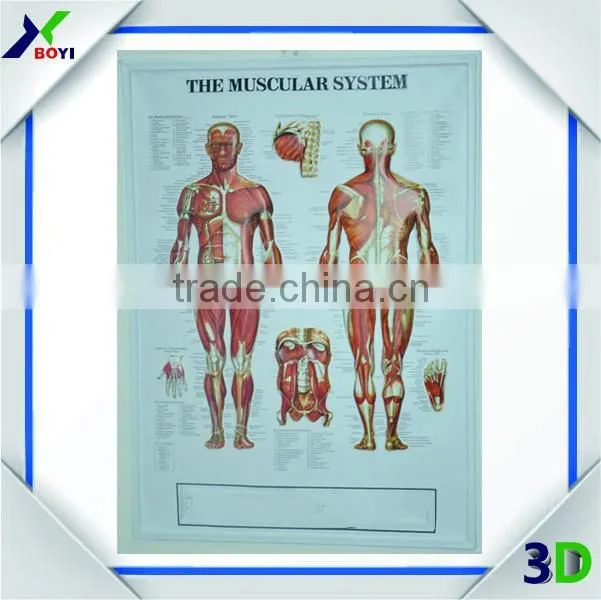 New Designs 3D PVC embossed medical poster