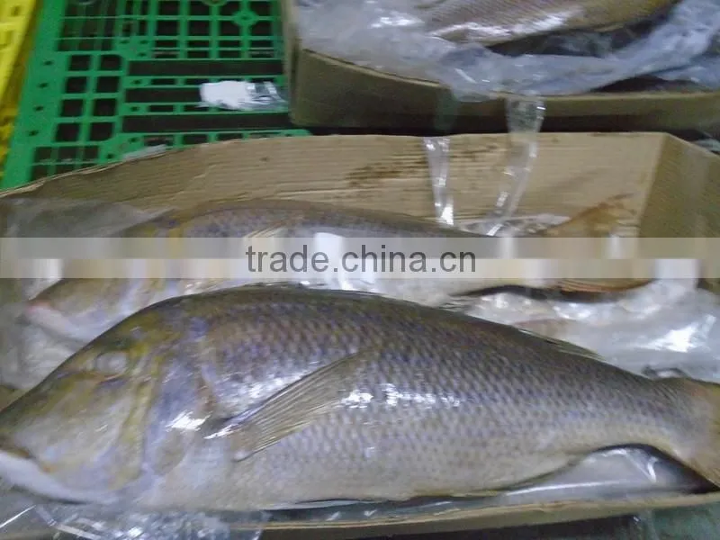 FROZEN EMPEROR FISH