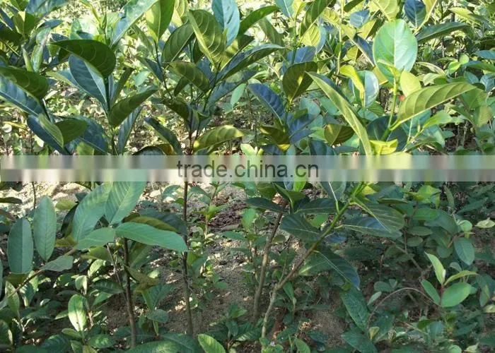jackfruit trees
