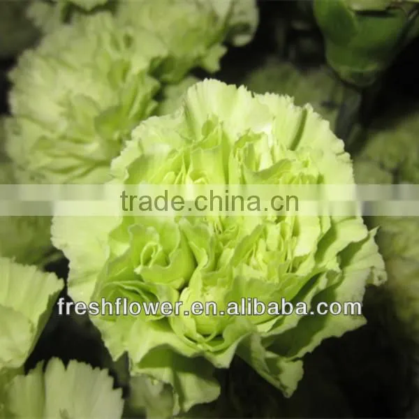 Christmas present of fresh flower named fresh carnation flower