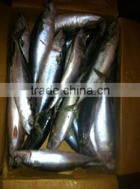 frozen white belly pacific mackerel