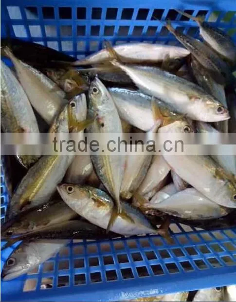 wholesale seafood indian mackerel