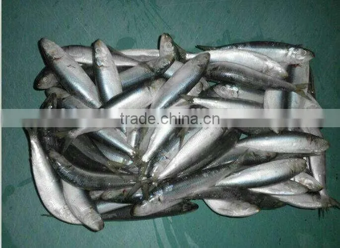 2016 High Quality Frozen Sardine for bait