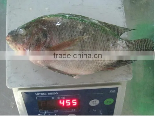 Frozen Tilapia