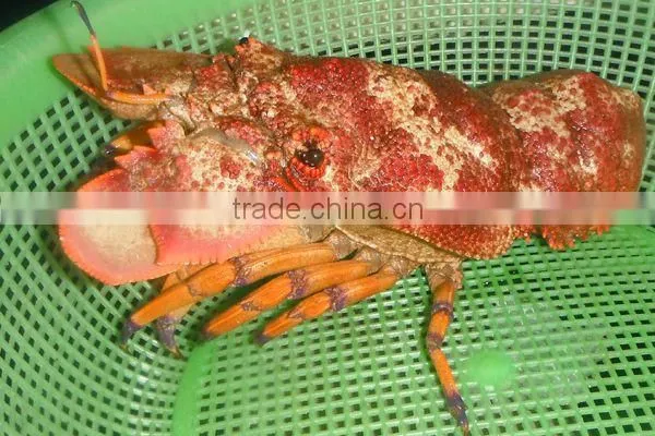 Live Flower Lobster (Panulirus Ornatus) and Mud Crab (Scylla Serrata), Live Tiger Prawn and other live Seafoods