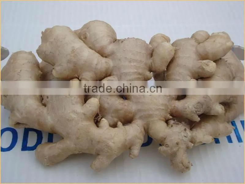 China fresh ginger with lowest price 22kg/mesh bag
