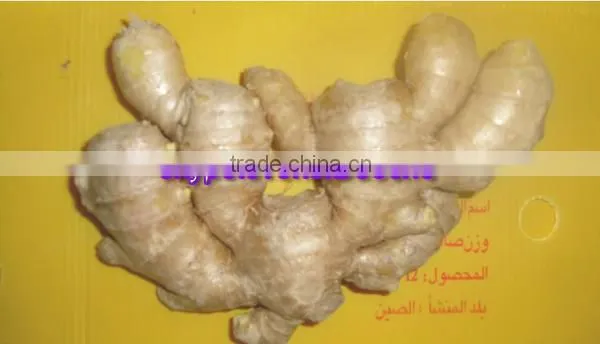 2014 High Quality New Crop Fresh Ginger For UK,CANADA,USA and EU Market
