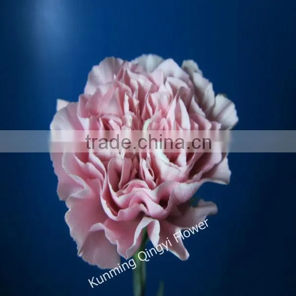 Mother's Day use Fresh cut flowers carnation