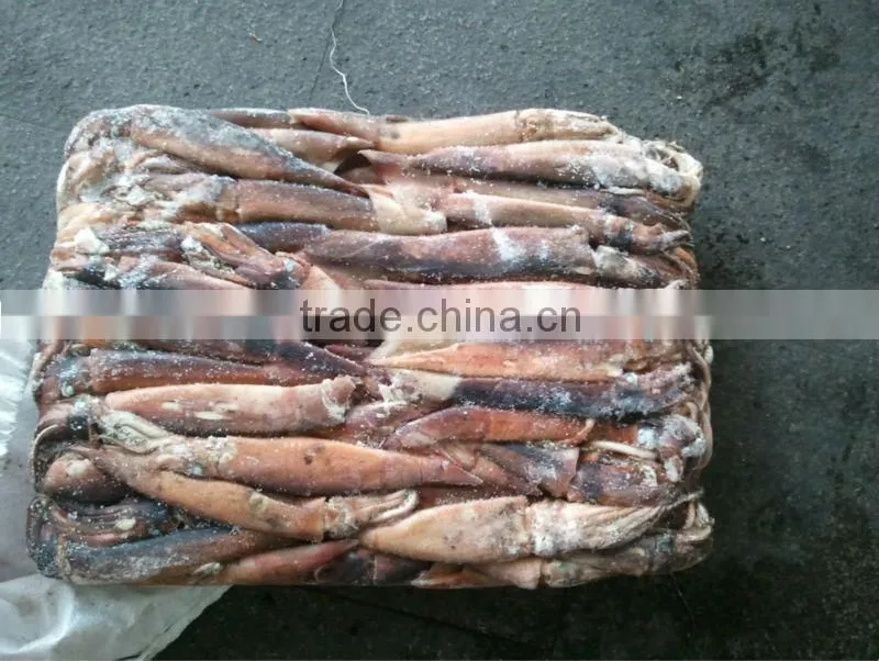 squid jig lamps for illex squid frozen squid