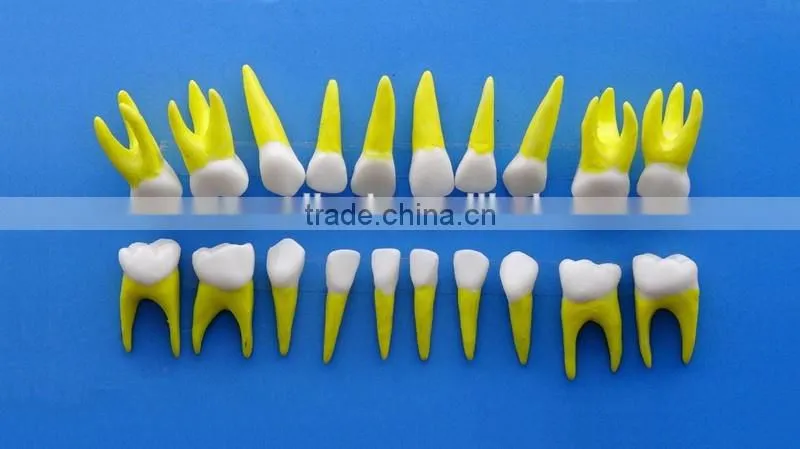 Dental same proportionally simulation model DEA-43