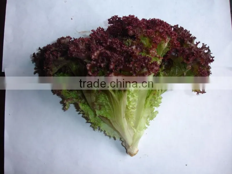 Frozen transport red leaf High quality leaf lettuce