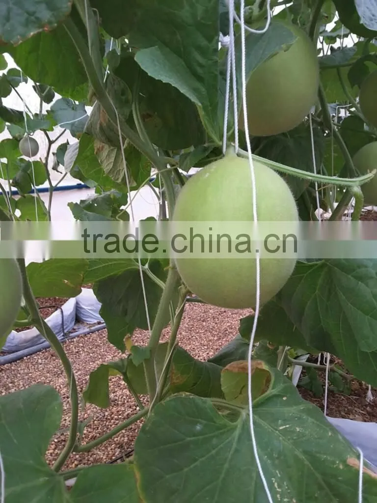 Hybrid F1 Yellow Melon Seed Cantaloupe Seeds For Sale-Torch F1