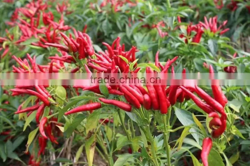 Hybrid F1 Pepper seeds hot pepper seeds for growing-High yield king