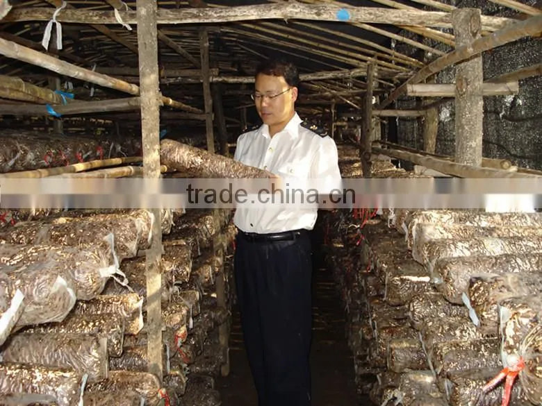 2015 Chines new crop shiitake mushroom ,Top nutrition White flower mushroom