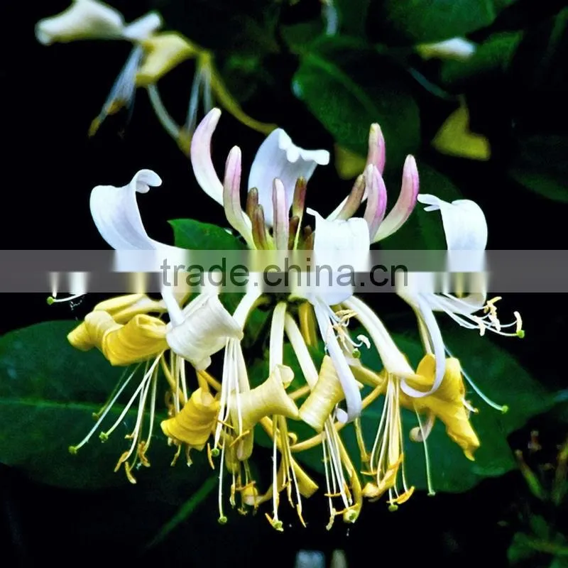 Honeysuckle Extract