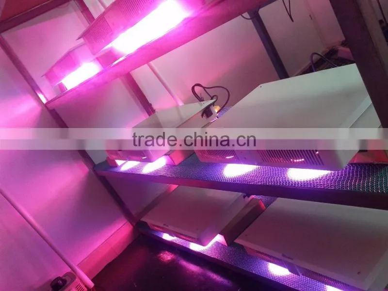 Cob Led grow lights 600 W indoor light to grow plants