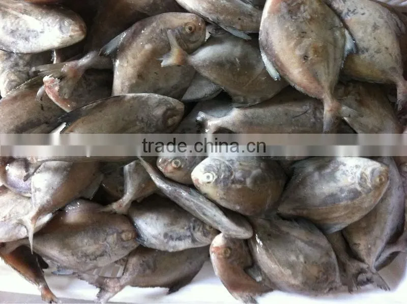 IQF black pomfret