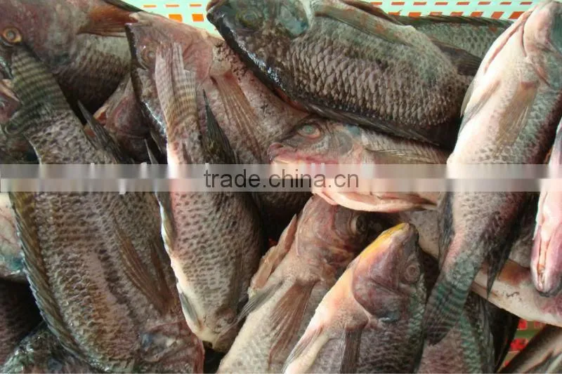 High Quality Fish Headless Clean Whole Frozen Tilapia fish