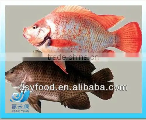Frozen WR red tilapia