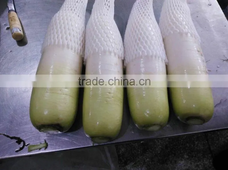 New crop fresh radish from Shandong