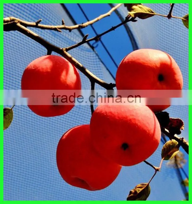 6m*100m WHITE fruit tree protection anti hail net