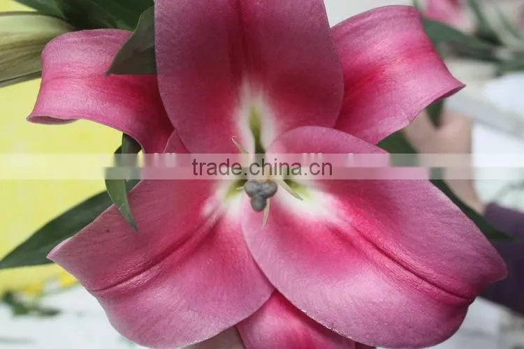 Reasonable price new coming lily flower from kunming