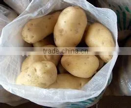 New crop potato buyers with competitive export price