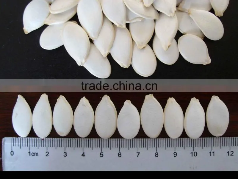 snow white pumpkin seed in shell
