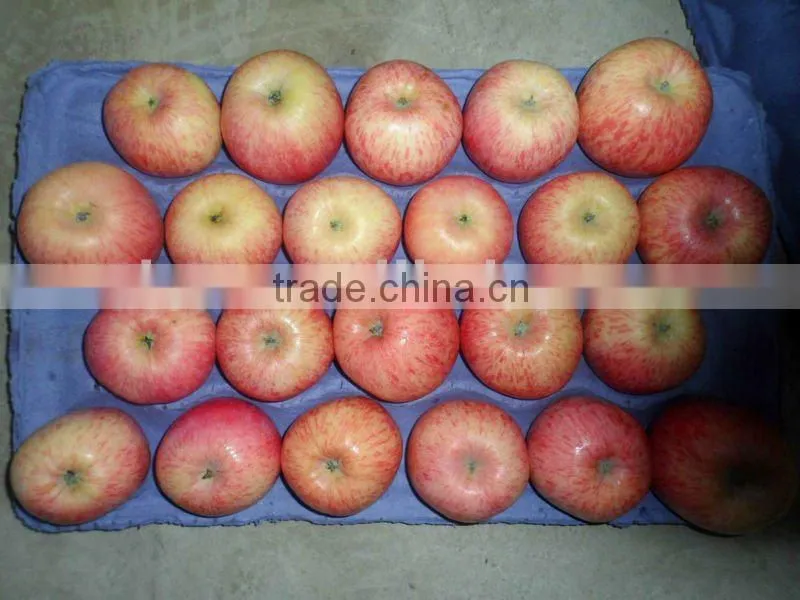 GANSU OF CHINA FUJI APPLE 2014