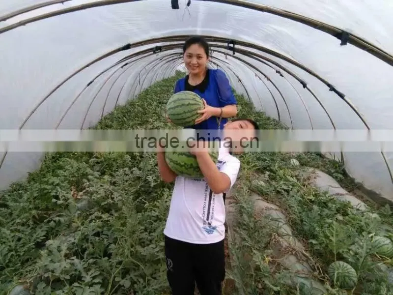 UV protect anti fog Transparent Co extruded PE Cover Film PE mulch film for watermelon greenhouse