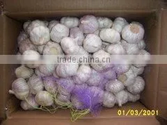 garlic in 10kg carton