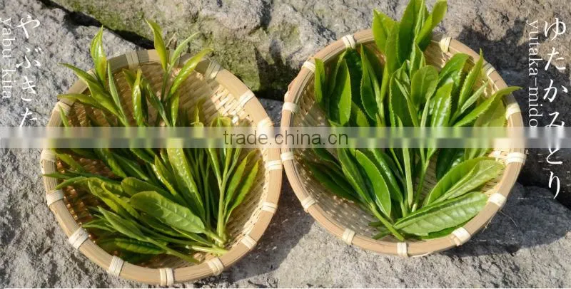 Honey Ginger Tea, Japanese high quality ginger tea made by chemical free ginger