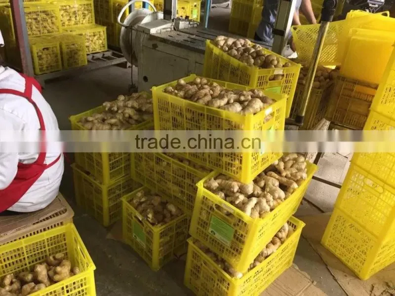 China new fresh ginger