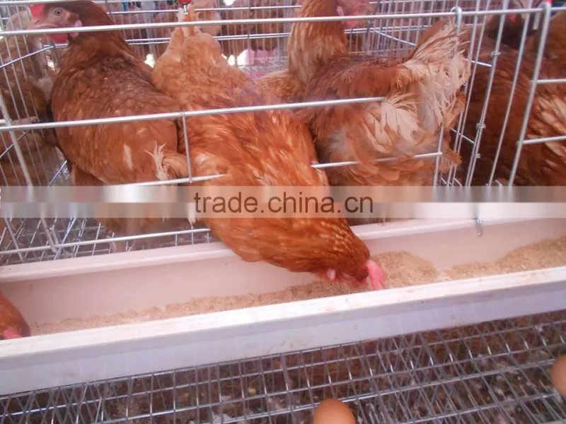 Quail Egg Cage For Quail Egg Production