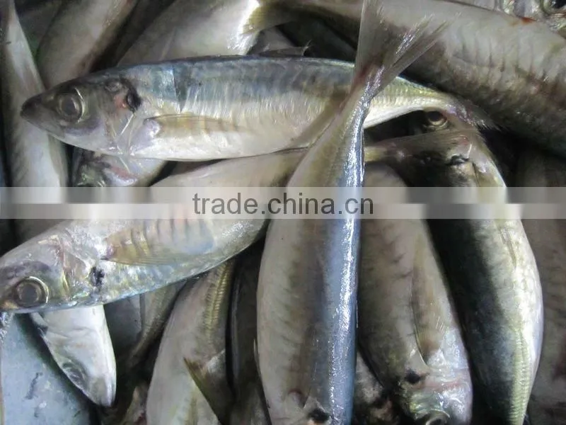 Whole round frozen horse Mackerel on sale