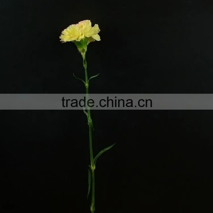 Quality top sell cheap flower carnation flower