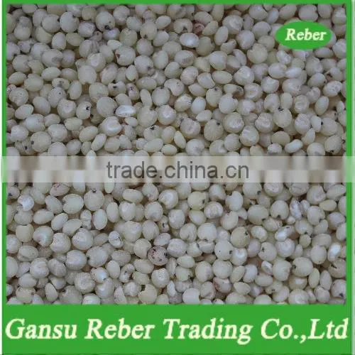 Sorghum Kernel