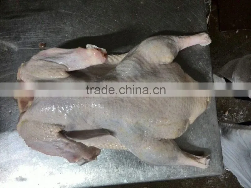 Best quality Wholesale fresh frozen poultry