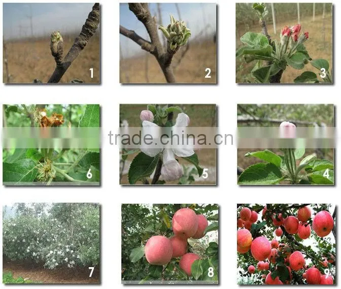 2015 fresh Fuji apple on sale in hot sale season with high quality and lowest price