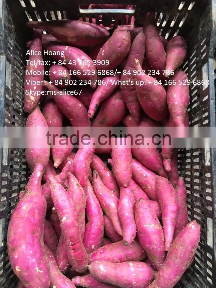 Viet Nam Sweet Potato