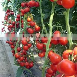 Good quality Hybrid red fruit Tomato seeds for growing- Holland No.4