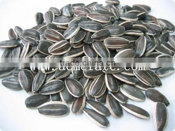 Black Sunflower Seeds in Shell