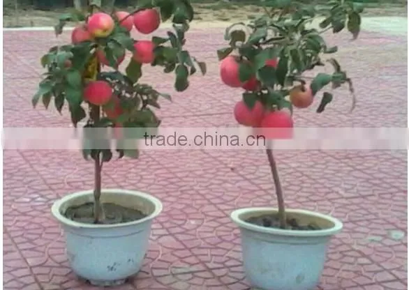 high quality apple seedling