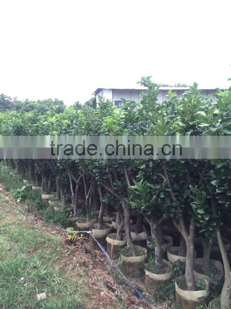 pomelo fruit tree